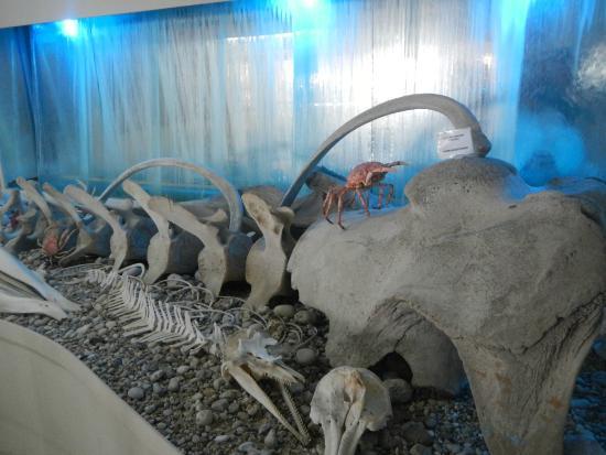 Musée du coquillage de Corfou